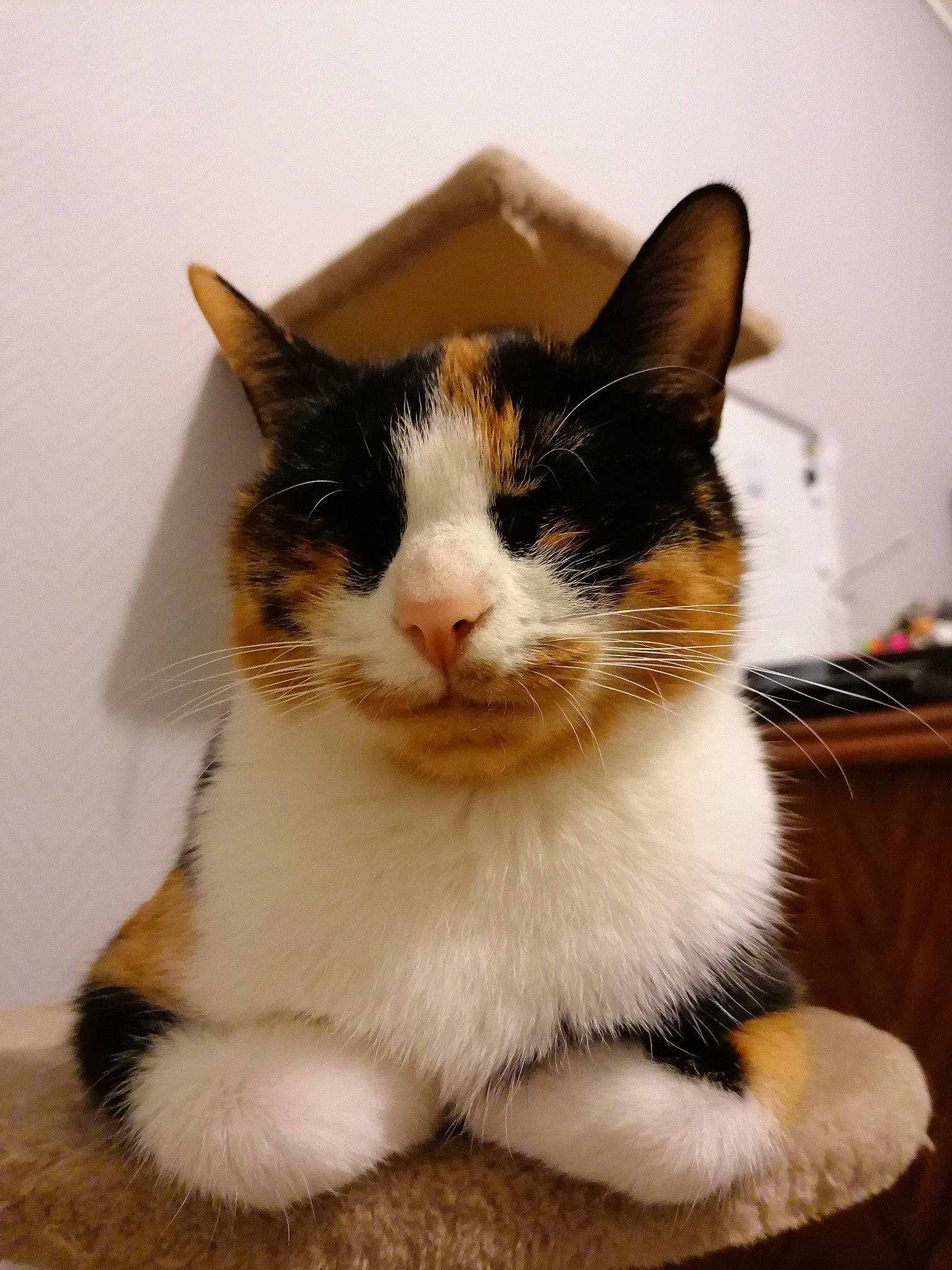Noisette participe au concours pour gagner de l'argent avec cette photo : aegean_cat, american_wirehair, carnivore, cat, domestic_short_haired_cat, felidae, fur, japanese_bobtail, kitten, mammal, polydactyl_cat, small_to_medium_sized_cats, whiskers