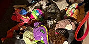Athena joined the competition — help win amazing prizes! animal, cage, colorful, cozy, dog, dog_bed, furniture, home, indoor, leash, pet, pet_toys, playful, plush_toys, resting, soft, spotlight, stuffed_animals, toy_basket, wooden_floor