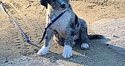 Fidget is registered to the contest to win money with this photo: puppy, dog, leash, outdoor, dirt, rocky, sunlight, tilted_head, sitting, curious, young_dog, pet, animal, fur, black_and_white, shadow, playful, nature, daylight, cute