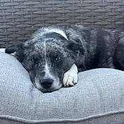 Fidget joined the competition — help win amazing prizes! dog, pet, lying_down, gray_cushion, wicker_background, black_and_white_fur, resting, indoor, comfort, animal, canine, relaxed, snout, ears, paw, fur_pattern, close_up, face, seat, home