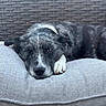 dog, pet, lying_down, gray_cushion, wicker_background, black_and_white_fur, resting, indoor, comfort, animal, canine, relaxed, snout, ears, paw, fur_pattern, close_up, face, seat, home
