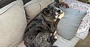 Fidget joined the competition — help win amazing prizes! animal, black, canine, comfort, companion, couch, cozy, dog, domestic_animal, furniture, gray, home, looking_back, outdoor, pet, pillow, relaxed, resting, seated, speckled_coat