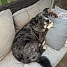 dog, couch, pillow, outdoor, pet, relaxed, furniture, resting, canine, companion, cozy, speckled_coat, animal, domestic_animal, seated, looking_back, gray, black, comfort, home