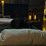 dog, blanket, cushion, fireplace, candles, christmas_tree, lights, wood_floor, decor, holiday, cozy, indoor, pet, sleeping, dark, warm_lighting, living_room, furniture, home, relaxing