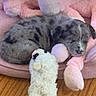 puppy, dog, sleeping, plush_toy, stuffed_animal, pink, gray, wooden_floor, cozy, cute, young_dog, animal, pet, indoor, resting, soft, toy, close_up, sleep, companion