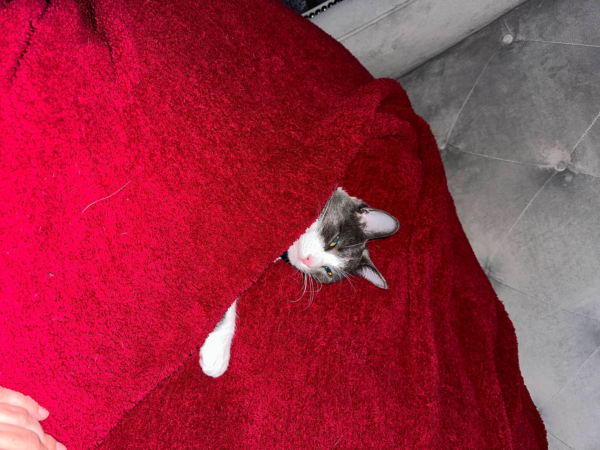 Gracie joined the competition — help win amazing prizes! carmine, comfort, felidae, finger, flooring, fur, human_leg, linens, magenta, pattern, red, sleeve, small_to_medium_sized_cats, t_shirt, tail, textile, tints_and_shades, wood, wool, woolen