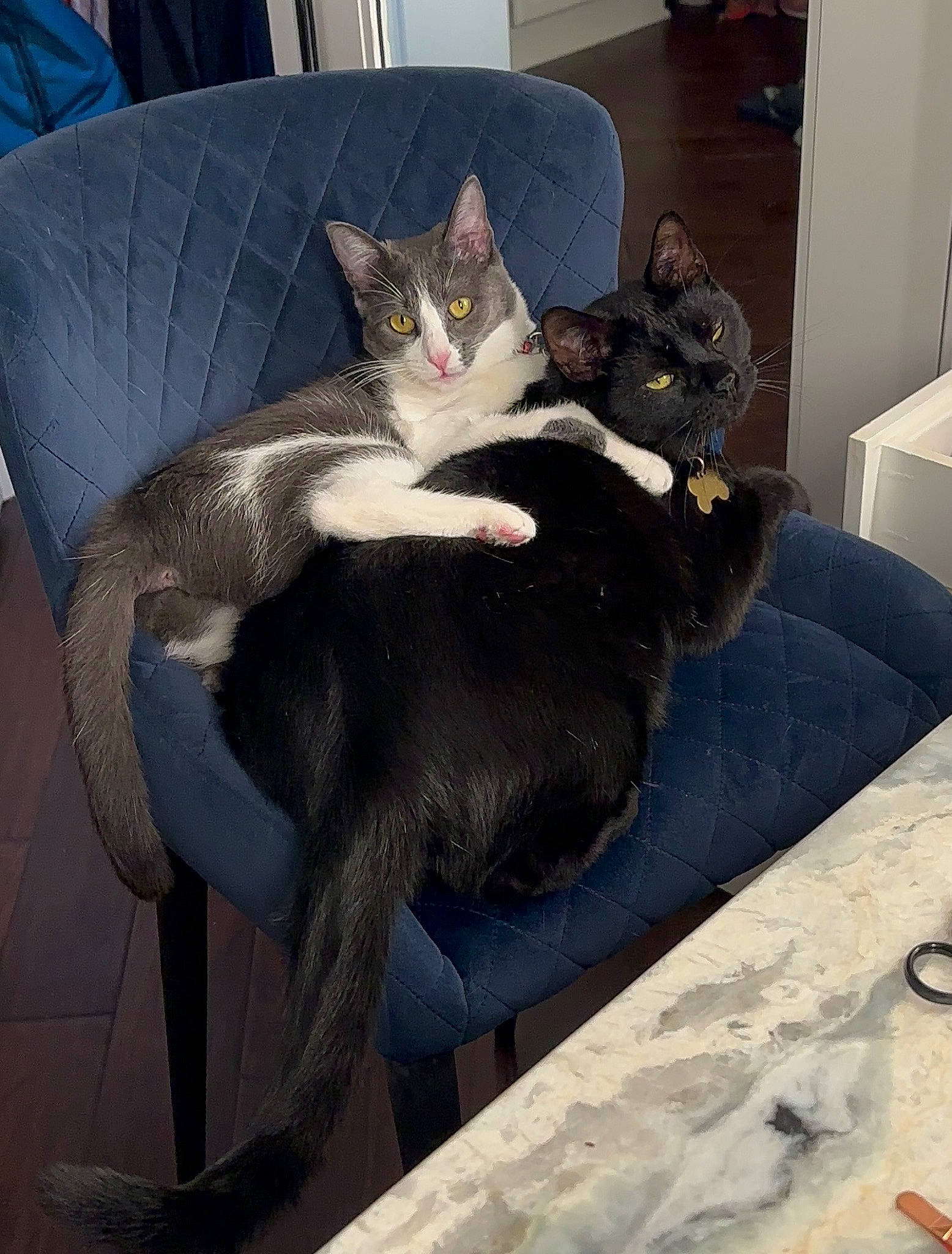 Gracie joined the competition — help win amazing prizes! black_cat, carnivore, cat, chair, comfort, couch, domestic_short_haired_cat, felidae, formal_wear, fur, grey, lap, living_room, mammal, paw, room, sitting, small_to_medium_sized_cats, tail, whiskers