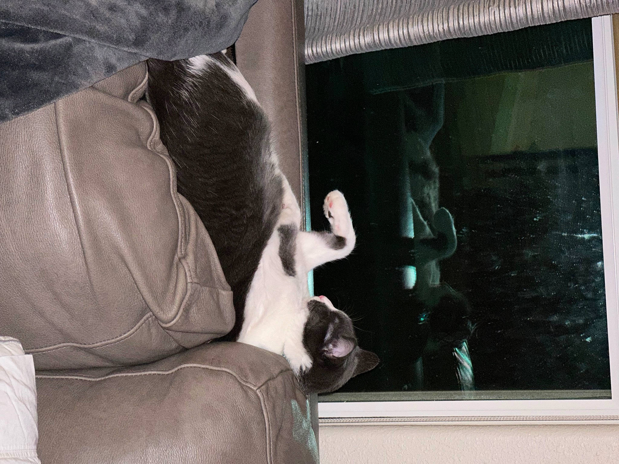 Gracie is registered to the contest to win money with this photo: art, canidae, carnivore, comfort, companion_dog, couch, eyewear, fawn, felidae, fur, glass, room, sitting, small_to_medium_sized_cats, sporting_group, tints_and_shades, tree, visual_arts, whiskers, window