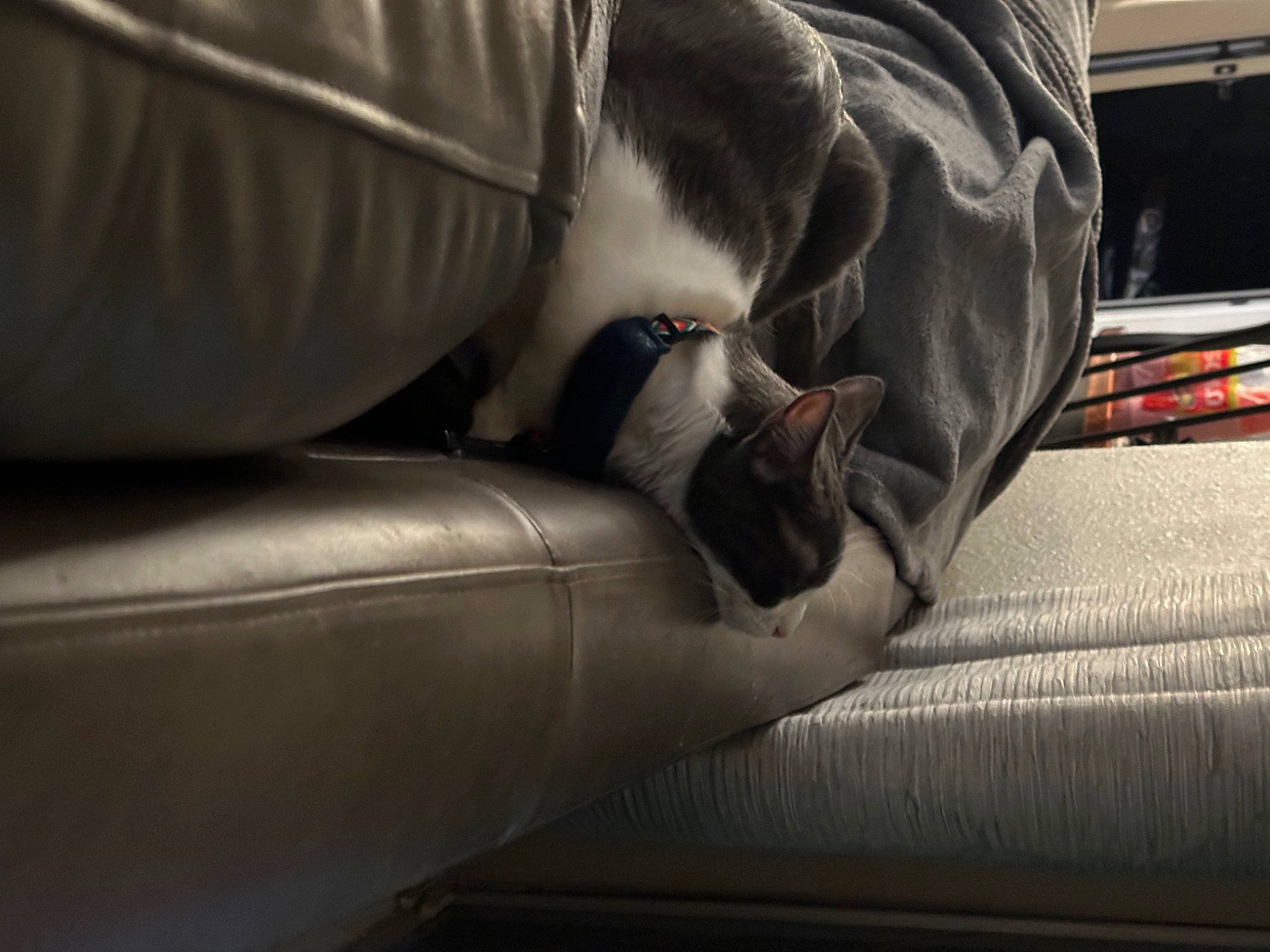 Gracie is registered to the contest to win money with this photo: armrest, auto_part, automotive_design, carmine, carnivore, cat, comfort, couch, felidae, fur, gesture, human_leg, luxury_vehicle, room, sitting, small_to_medium_sized_cats, tints_and_shades, vehicle_door, whiskers, windshield