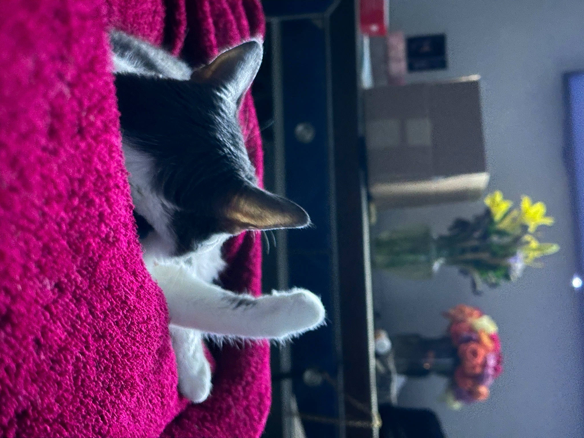 Gracie joined the competition — help win amazing prizes! art, carmine, carnivore, dog_breed, electric_blue, fawn, felidae, flower, fur, houseplant, magenta, pink, plant, purple, red, small_to_medium_sized_cats, tail, violet, whiskers, window