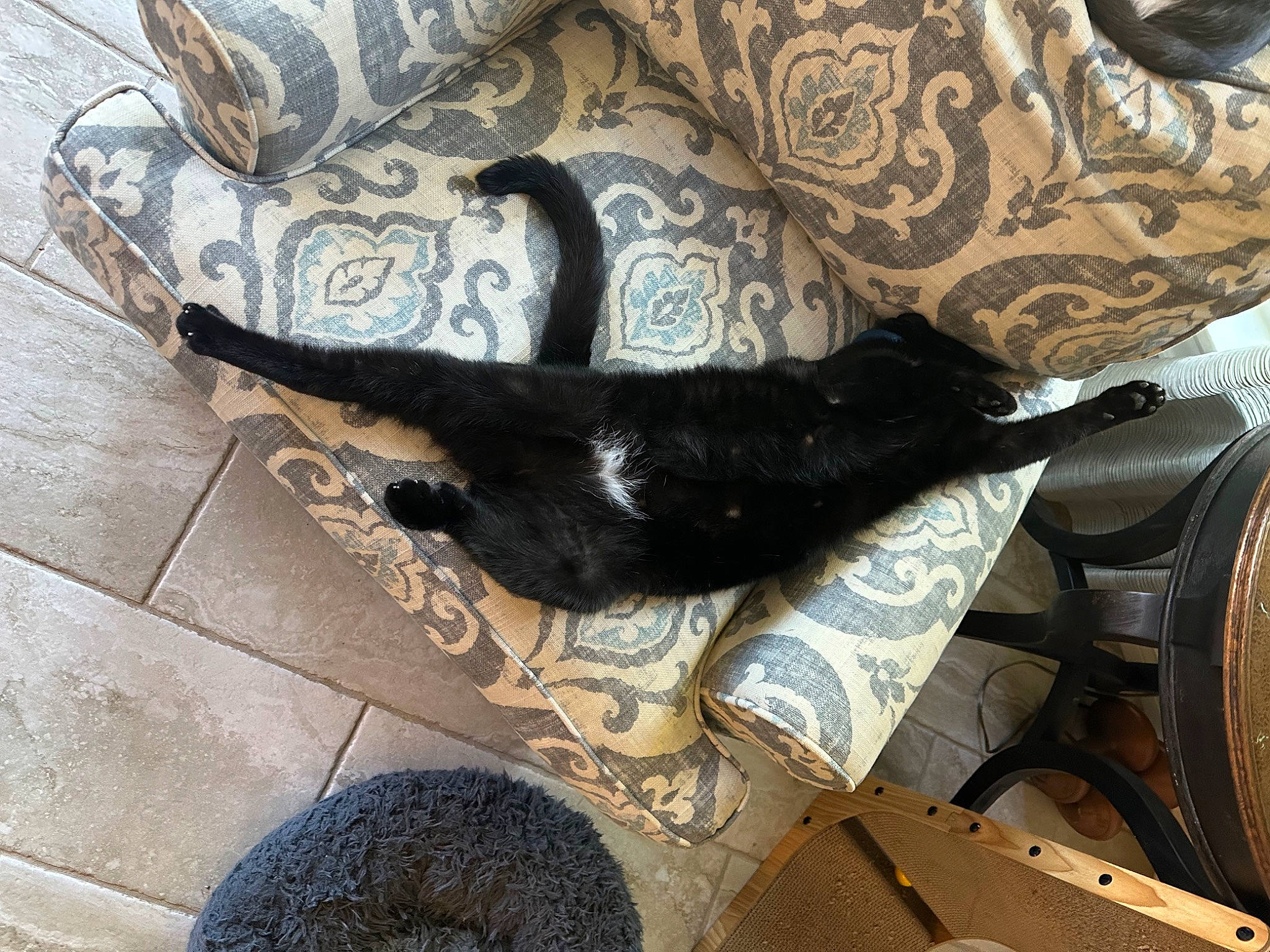 Virgil joined the competition — help win amazing prizes! canidae, carnivore, comfort, companion_dog, couch, dog, dog_breed, felidae, flooring, foot, fur, human_leg, pattern, small_to_medium_sized_cats, sporting_group, tail, thigh, tints_and_shades