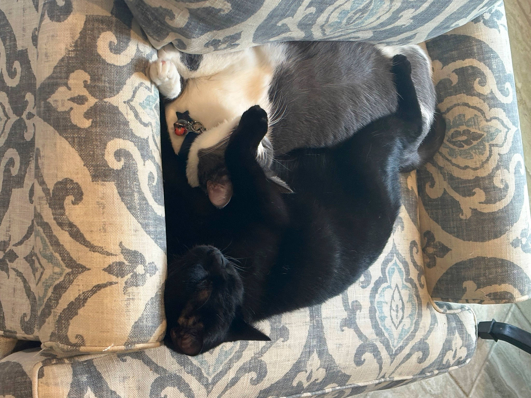 Virgil is registered to the contest to win money with this photo: brown, carnivore, cat, cat_supply, comfort, companion_dog, dog_breed, domestic_short_haired_cat, fawn, felidae, flooring, fur, linens, pattern, room, small_to_medium_sized_cats, tail, whiskers, wood, working_animal