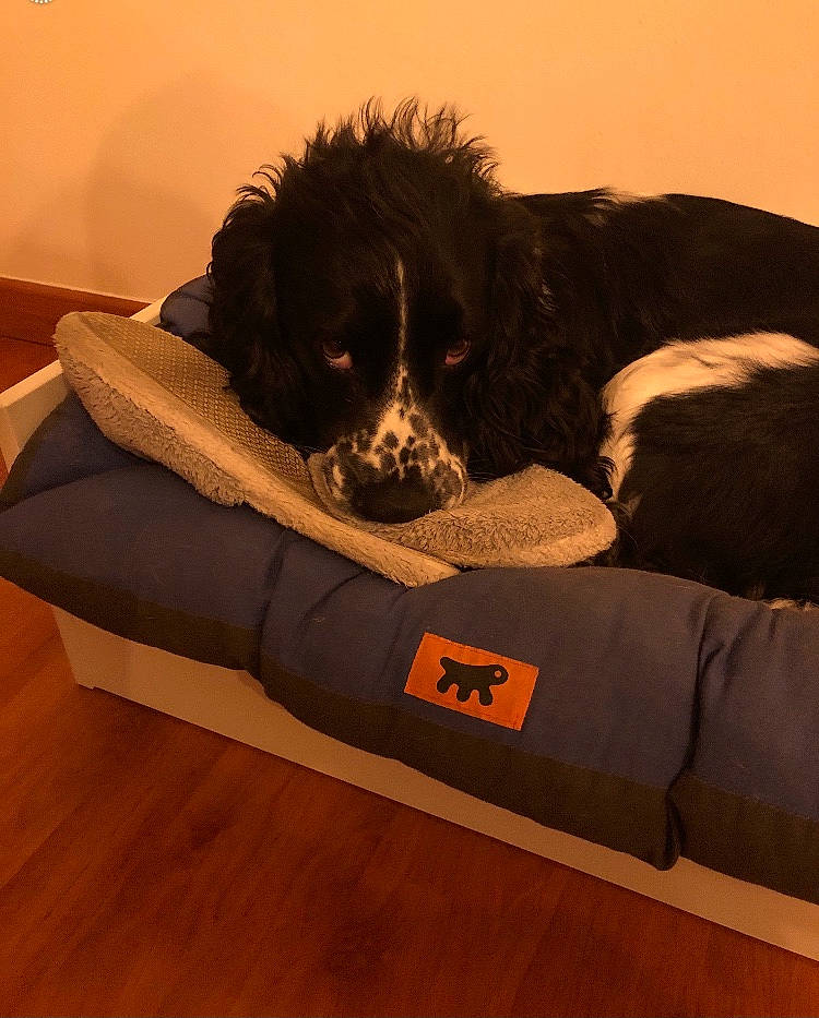 Cherlock a rejoint le concours — aidez-le/la à gagner de superbes lots ! canidae, carnivore, comfort, companion_dog, couch, dog, dog_bed, dog_breed, dog_supply, flooring, gun_dog, hardwood, laminate_flooring, living_room, mammal, sofa_bed, sporting_group, wood_flooring, working_animal, working_dog