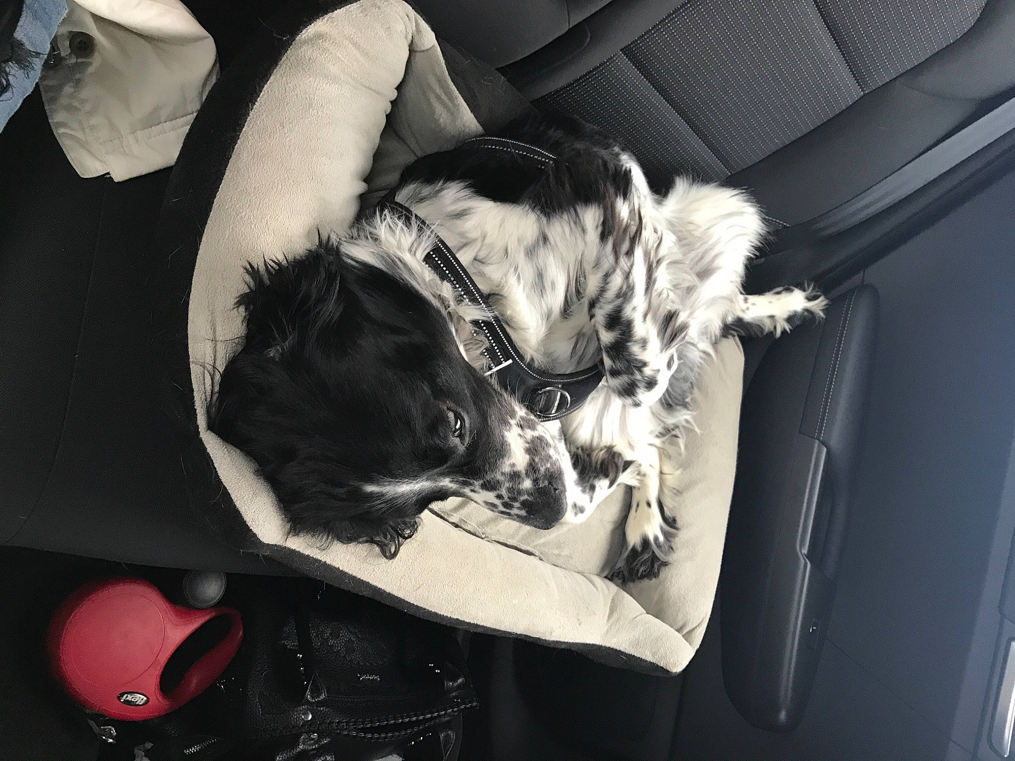 Cherlock participe au concours pour gagner de l'argent avec cette photo : canidae, car_seat, carnivore, companion_dog, dog, dog_breed, fur, pet_supply, snout, sporting_group, working_animal, working_dog