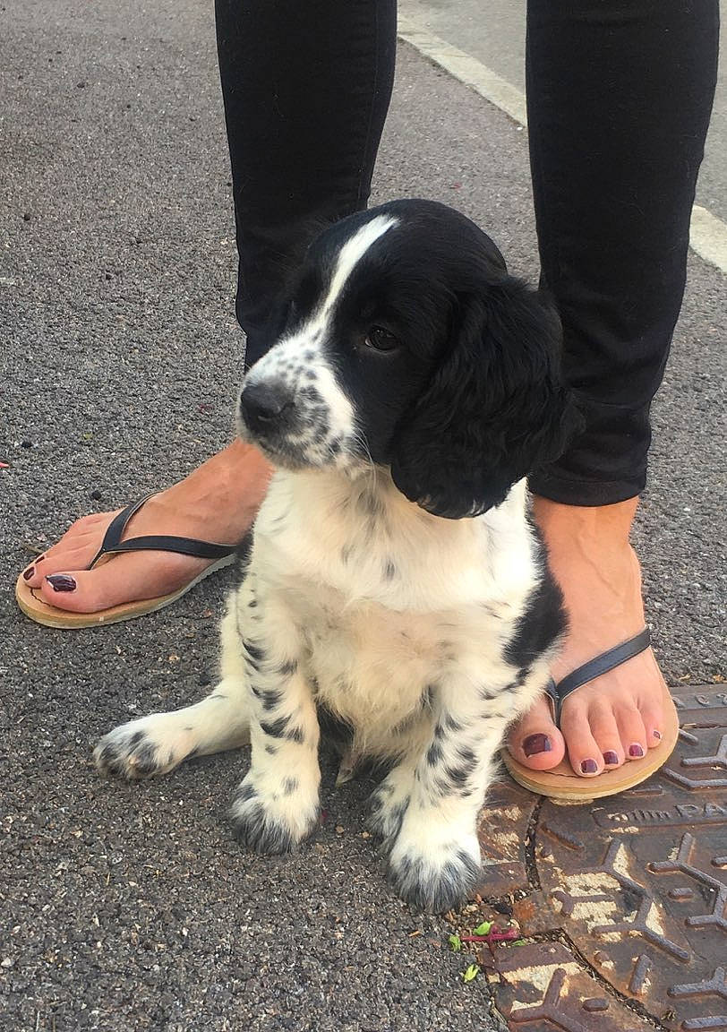 Cherlock a rejoint le concours — aidez-le/la à gagner de superbes lots ! ankle, calf, canidae, carnivore, companion_dog, dog, dog_breed, foot, fur, gun_dog, human, human_leg, nail, paw, sandal, shoe, slipper, snout, sporting_group, toe