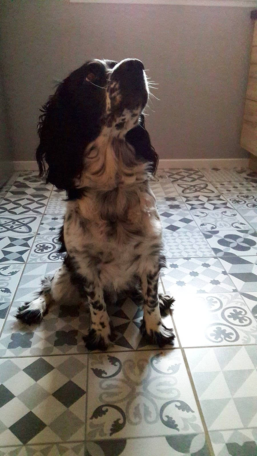 Cherlock a rejoint le concours — aidez-le/la à gagner de superbes lots ! beige, brown, carnivore, carpet, cocker_spaniel, companion_dog, dog, dog_breed, fawn, floor, flooring, fur, liver, snout, spaniel, sporting_group, tile, tile_flooring, vertebrate, working_animal