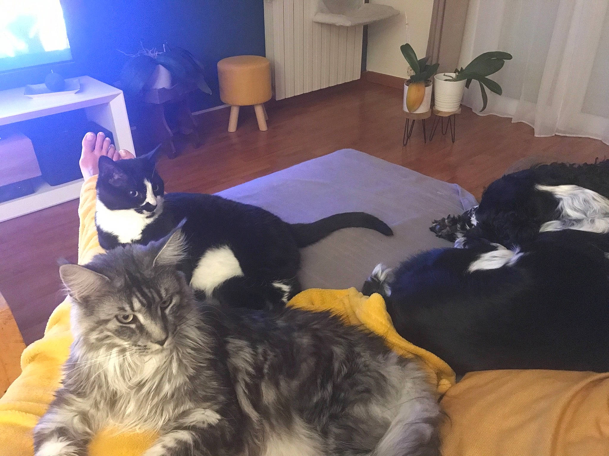 Jeanne a rejoint le concours — aidez-le/la à gagner de superbes lots ! carnivore, cat, comfort, felidae, floor, flooring, fur, hardwood, home, interior_design, laminate_flooring, lamp, lighting, living_room, mammal, room, small_to_medium_sized_cats, vertebrate, whiskers