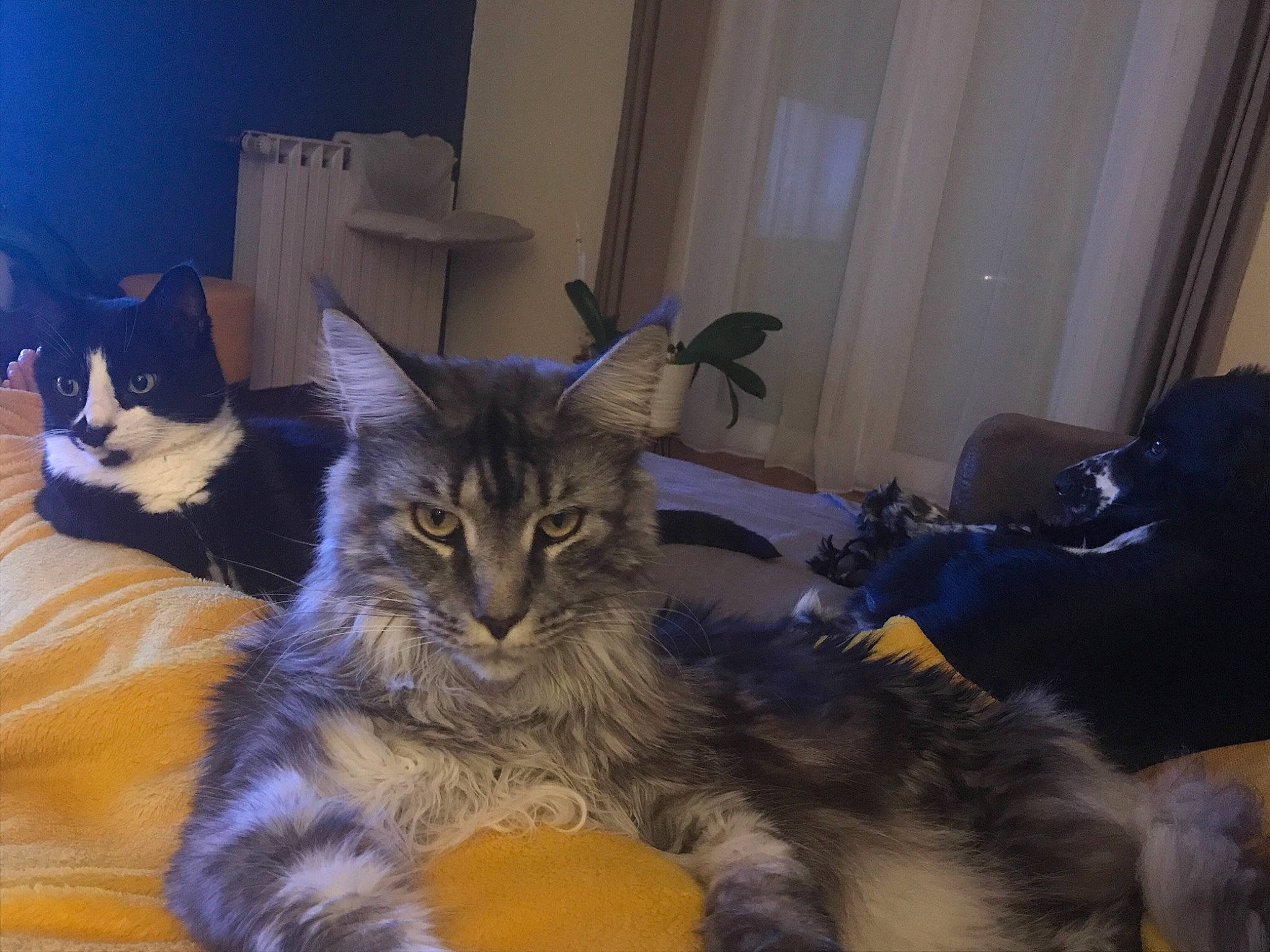 Jeanne a rejoint le concours — aidez-le/la à gagner de superbes lots ! carnivore, cat, curtain, felidae, fur, home, living_room, mammal, pet_supply, small_to_medium_sized_cats, vertebrate, whiskers, window_treatment