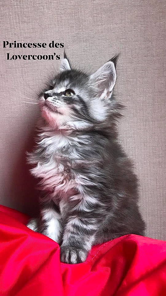 Jeanne a rejoint le concours — aidez-le/la à gagner de superbes lots ! carnivore, cat, felidae, fur, iris, kitten, liver, red, small_to_medium_sized_cats, snout, whiskers