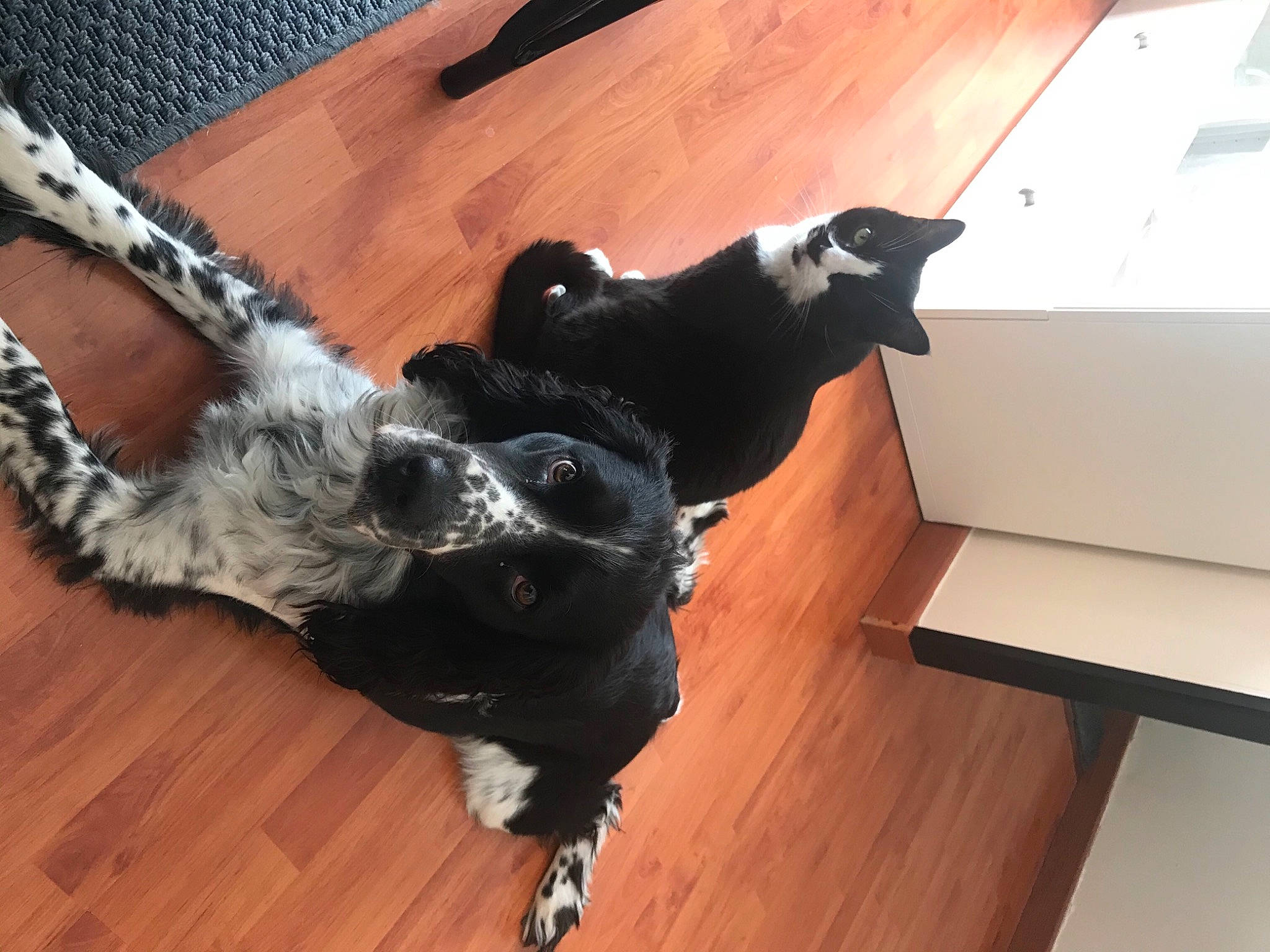 Gatito a rejoint le concours — aidez-le/la à gagner de superbes lots ! canidae, carnivore, collar, dog, dog_breed, dog_collar, floor, flooring, fur, hardwood, laminate_flooring, plywood, snout, sporting_group, terrestrial_animal, varnish, wood, wood_flooring, wood_stain, working_animal