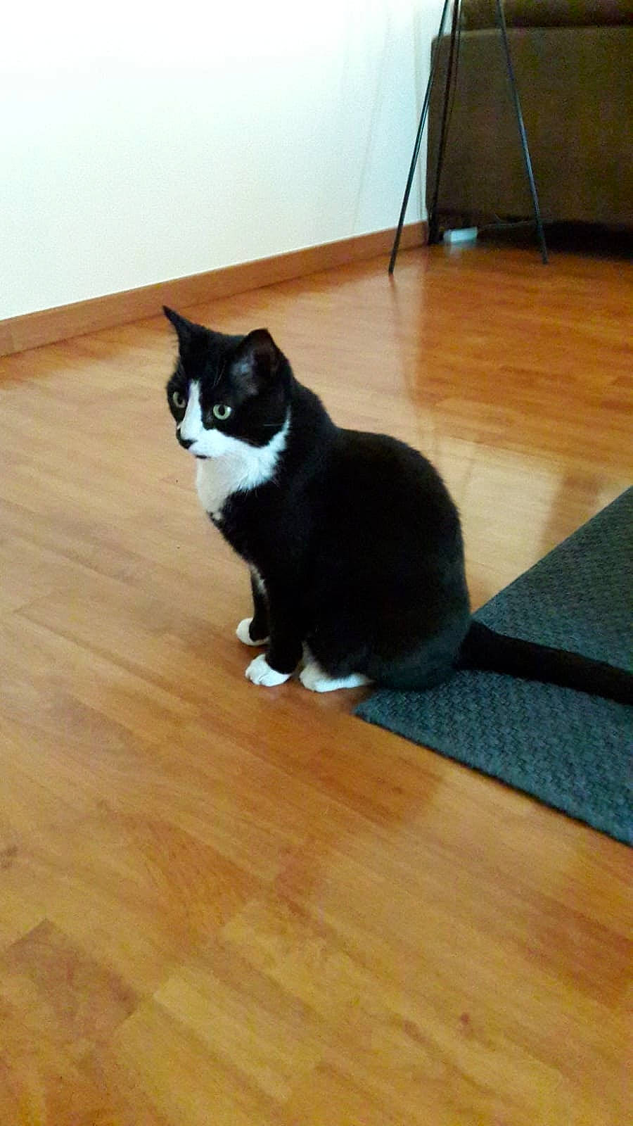 Gatito participe au concours pour gagner de l'argent avec cette photo : carnivore, cat, felidae, floor, flooring, fur, hardwood, laminate_flooring, plywood, small_to_medium_sized_cats, tail, terrestrial_animal, tile, tile_flooring, varnish, vertebrate, whiskers, wood, wood_flooring, wood_stain