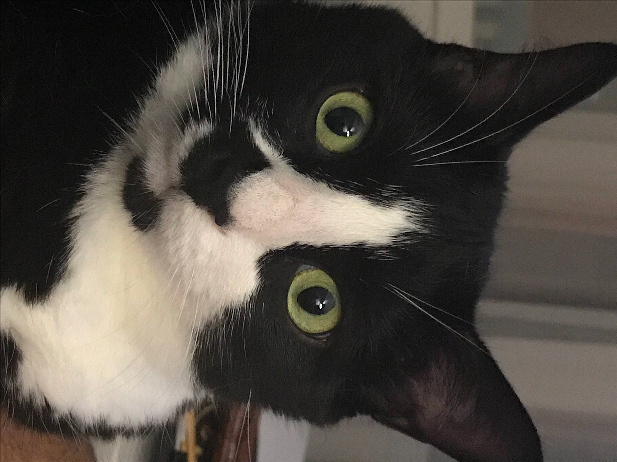 Gatito a rejoint le concours — aidez-le/la à gagner de superbes lots ! black, black_and_white, carnivore, cat, domestic_short_haired_cat, felidae, fur, iris, monochrome_photography, small_to_medium_sized_cats, snout, style, terrestrial_animal, vertebrate, whiskers, white