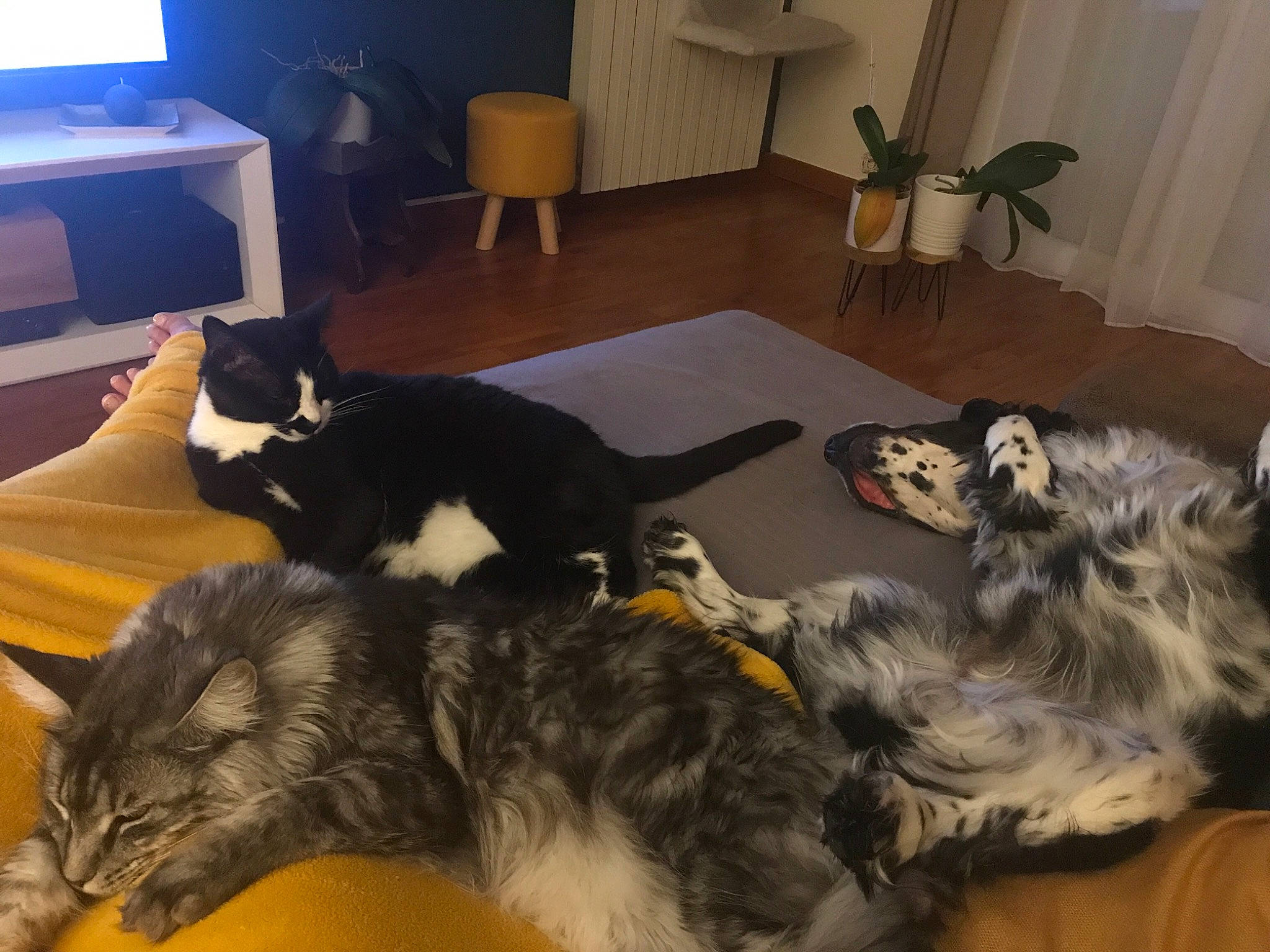 Gatito a rejoint le concours — aidez-le/la à gagner de superbes lots ! carnivore, cat, comfort, display_device, dog, dog_breed, felidae, floor, flooring, flowerpot, fur, home, houseplant, interior_design, lamp, living_room, room, small_to_medium_sized_cats, vertebrate