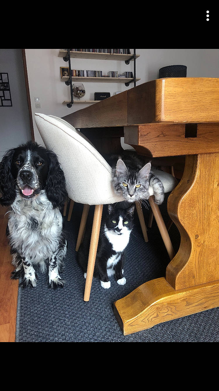 Gatito participe au concours pour gagner de l'argent avec cette photo : canidae, carnivore, cat, cocker_spaniel, companion_dog, dog, dog_breed, felidae, fur, hardwood, home, plywood, small_to_medium_sized_cats, spaniel, sporting_group, vertebrate, whiskers, wood, wood_stain, working_animal