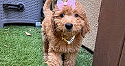 Malibu joined the competition — help win amazing prizes! adorable, apricot_coat, artificial_grass, black_nose, bow, brown_eyes, collar, curly_fur, cute, dog, floppy_ears, front_facing, garden, outdoor, patio, pet, portrait, puppy, purple_bow, standing