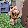 adorable, apricot_coat, artificial_grass, black_nose, bow, brown_eyes, collar, curly_fur, cute, dog, floppy_ears, front_facing, garden, outdoor, patio, pet, portrait, puppy, purple_bow, standing