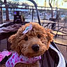 Malibu is registered to the contest to win money with this photo: animal, apricot_dog, brown_fur, cafe, close_up, curly_fur, cute, daylight, dog, dog_clothing, flower_bow, fluffy, outdoor, patio, pet, pink_outfit, portrait, puppy, seated, stroller
