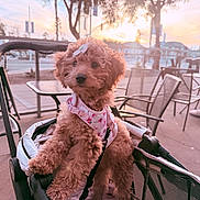 Malibu joined the competition — help win amazing prizes! bow, brown_dog, chairs, curly_fur, cute, dog, floral_clothing, golden_hour, harness, outdoor, patio, pet, portrait, puppy, sitting, small_dog, stroller, sunset, tables, urban_scene