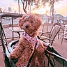 bow, brown_dog, chairs, curly_fur, cute, dog, floral_clothing, golden_hour, harness, outdoor, patio, pet, portrait, puppy, sitting, small_dog, stroller, sunset, tables, urban_scene