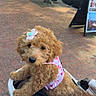 Malibu is registered to the contest to win money with this photo: brick_pavement, brown_fur, curly_hair, cute, daylight, dog, flower_clip, fluffy, outdoor, parked_cars, pet, pink_harness, portrait, puppy, sidewalk, sitting, street, stroller, urban, vehicle