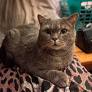 Nounours a rejoint le concours — aidez-le/la à gagner de superbes lots ! cat, gray_cat, animal, pet, feline, fur, whiskers, leopard_print, fabric, indoor, close_up, relaxed, cute, eyes, paw, household, laundry_basket, soft_focus, cozy, resting