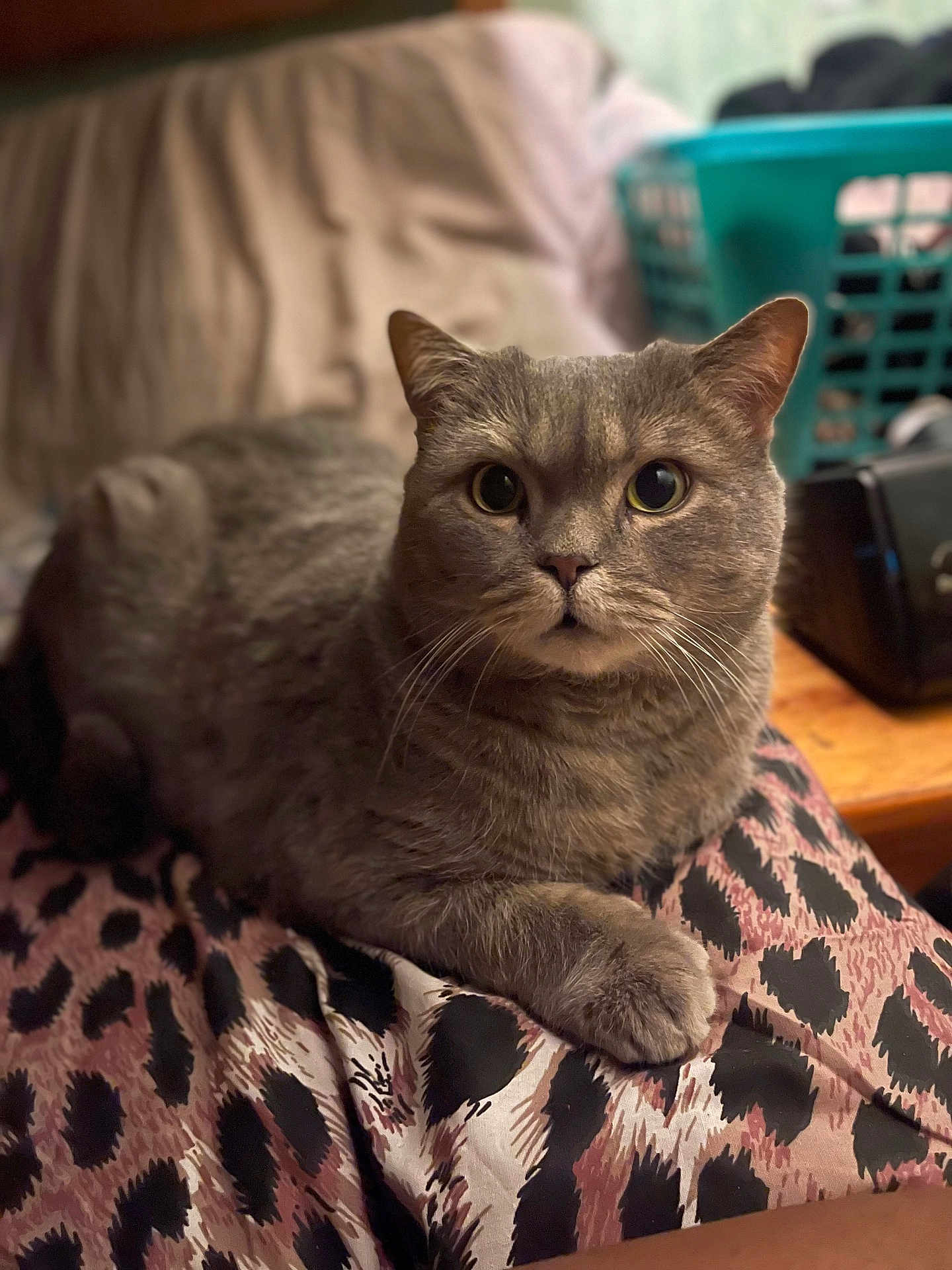 Nounours a rejoint le concours — aidez-le/la à gagner de superbes lots ! cat, gray_cat, animal, pet, feline, fur, whiskers, leopard_print, fabric, indoor, close_up, relaxed, cute, eyes, paw, household, laundry_basket, soft_focus, cozy, resting