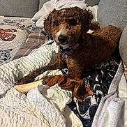 Callie joined the competition — help win amazing prizes! dog, brown_dog, curly_fur, pet, indoor, couch, blanket, toy, chew_toy, relaxed, cozy, fur, collar, animal, companion, home, comfort, resting, looking, cute
