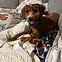 dog, brown_dog, curly_fur, pet, indoor, couch, blanket, toy, chew_toy, relaxed, cozy, fur, collar, animal, companion, home, comfort, resting, looking, cute