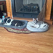 Jaxon is registered to the contest to win money with this photo: dog, pets, indoor, fireplace, dog_bed, wood_floor, toy, broom, living_room, furniture, carpet, cute, resting, brown_floor, black_and_white_dog, spotted_dog, pet_toys, relaxing, home, cozy