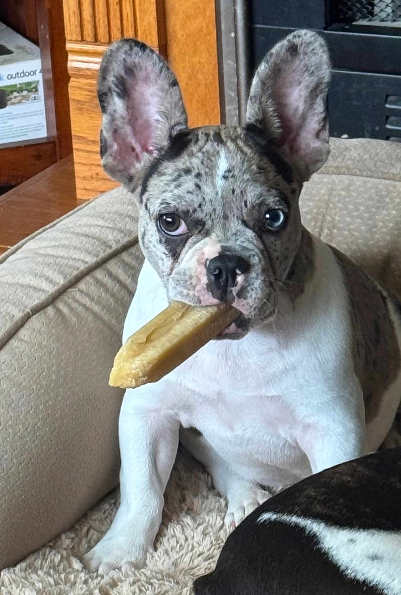 Jaxon joined the competition — help win amazing prizes! dog, french_bulldog, heterochromia, chew_toy, pet, indoor, cozy, dog_bed, cute, curious, mischievous, white_fur, spotted_fur, ears_up, animal, companion, household, wooden_cabinet, carpet, relaxing