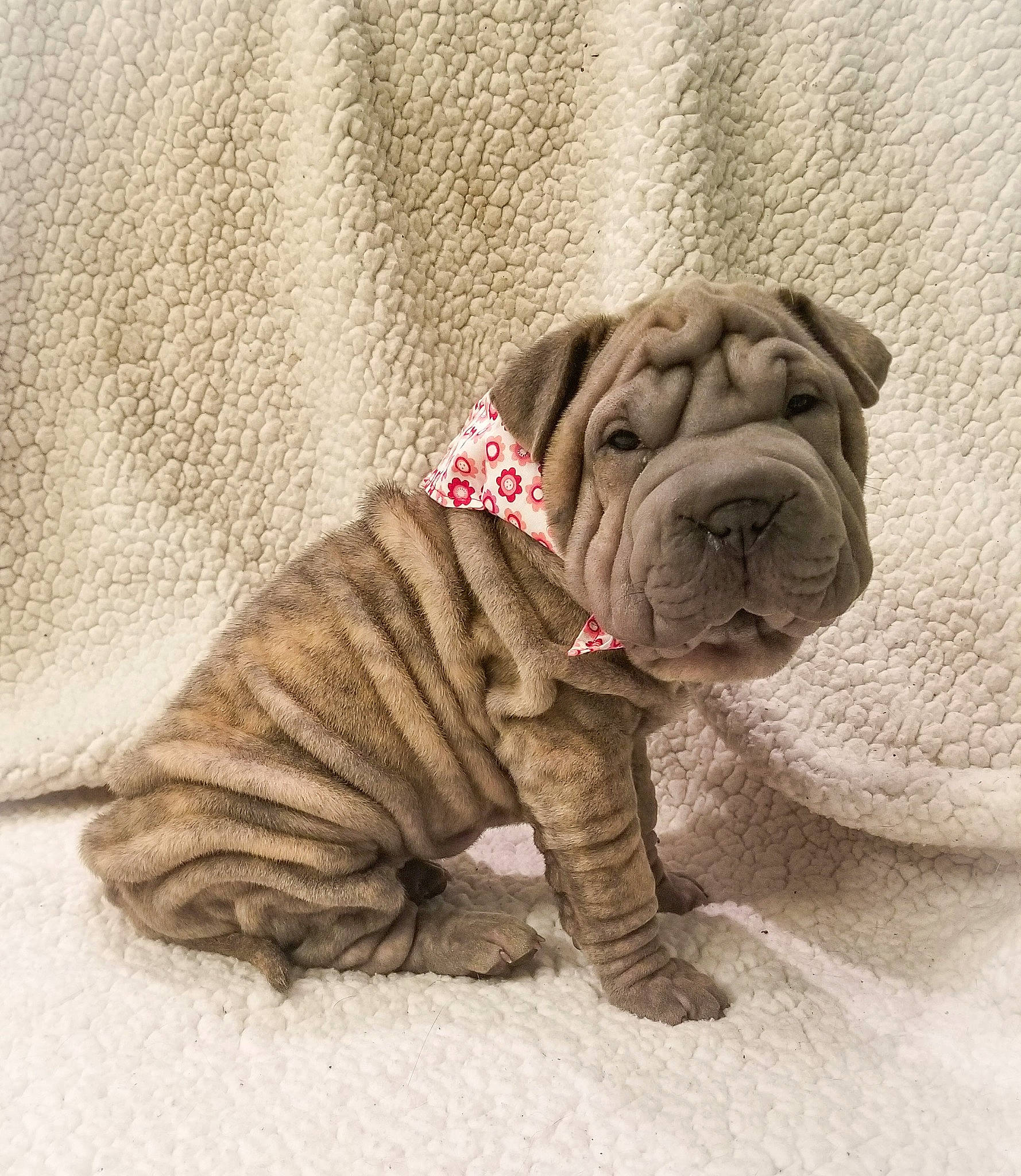 Gertrude is registered to the contest to win money with this photo: ancient_dog_breeds, british_bulldogs, canidae, carnivore, companion_dog, dog, dog_breed, fawn, korean_mastiff, mammal, molosser, non_sporting_group, old_english_bulldog, ori_pei, puppy, shar_pei, skin, toy_bulldog, vertebrate, wrinkle
