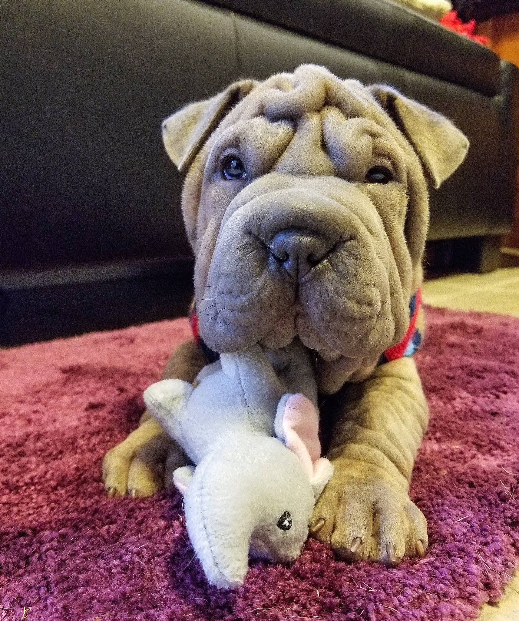 Gertrude joined the competition — help win amazing prizes! british_bulldogs, bulldog, canidae, carnivore, companion_dog, dog, dog_breed, fawn, mammal, molosser, non_sporting_group, old_english_bulldog, ori_pei, puppy, shar_pei, skin, snout, toy_bulldog, vertebrate, wrinkle