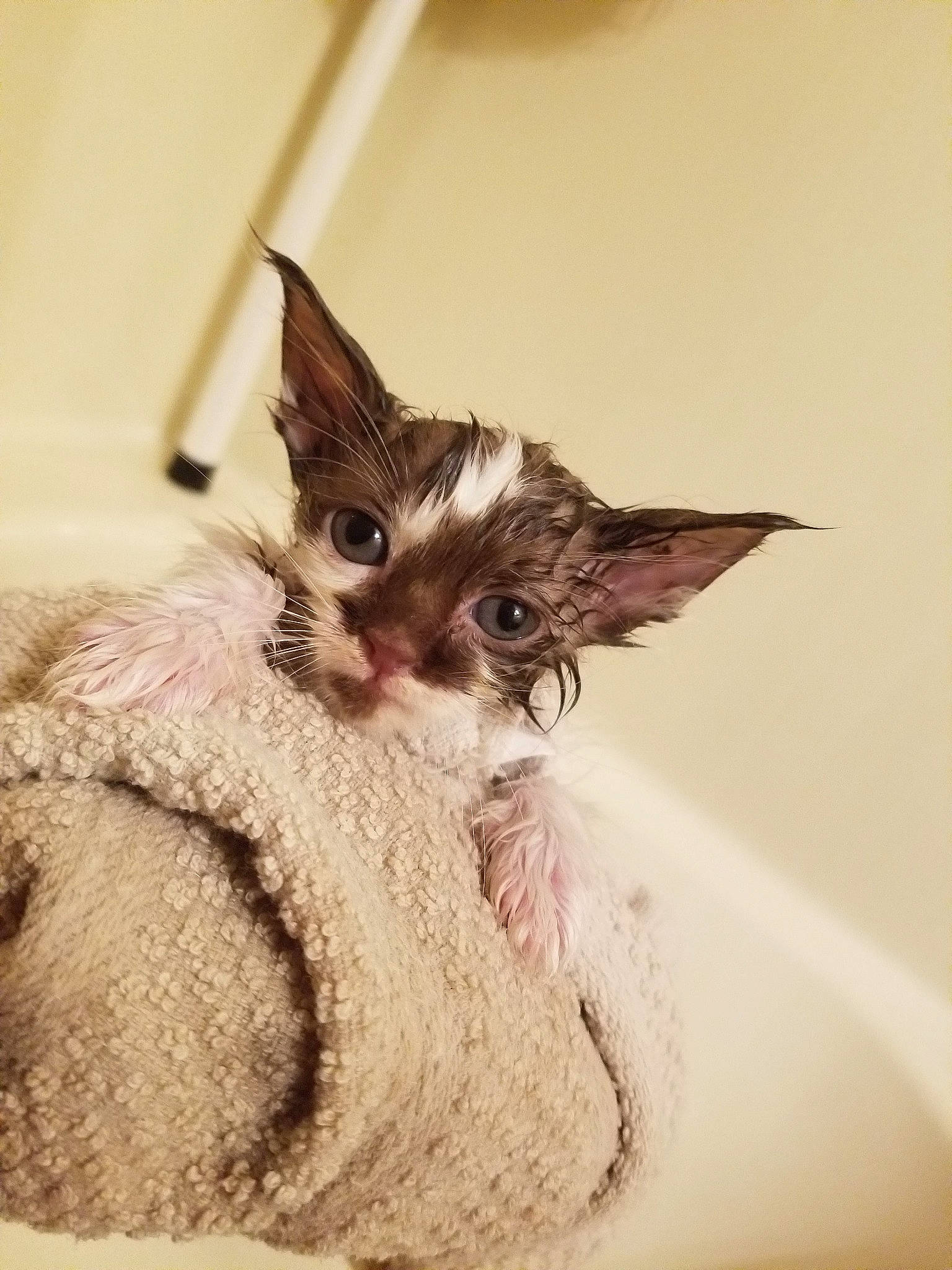 Mogwai joined the competition — help win amazing prizes! carnivore, cat, devon_rex, ear, fawn, felidae, kitten, mammal, rex_cat, small_to_medium_sized_cats, snout, vertebrate, whiskers