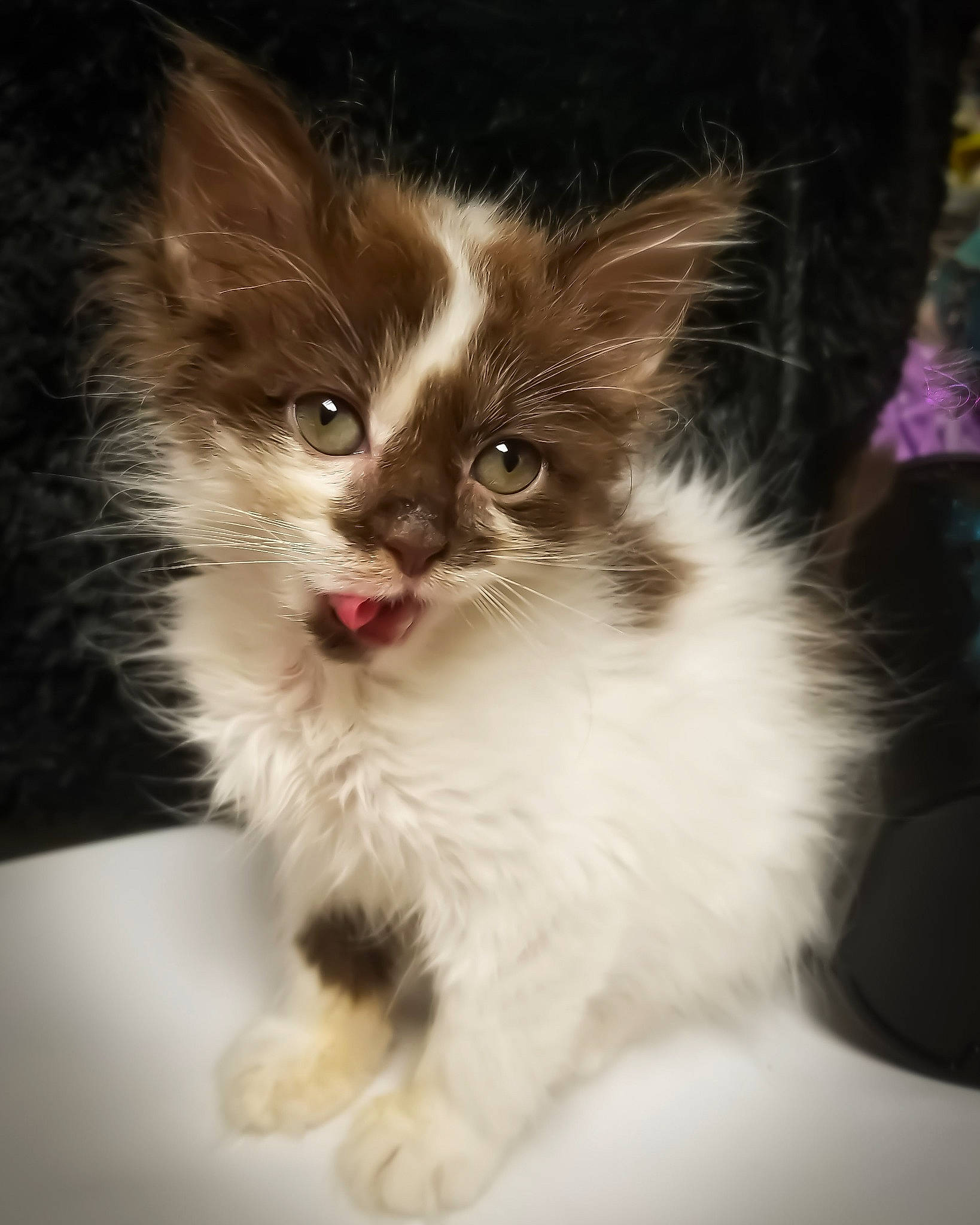 Mogwai joined the competition — help win amazing prizes! asian_semi_longhair, british_semi_longhair, carnivore, cat, domestic_long_haired_cat, ear, fawn, felidae, fur, kitten, mammal, napoleon_cat, norwegian_forest_cat, ragamuffin, small_to_medium_sized_cats, vertebrate, whiskers