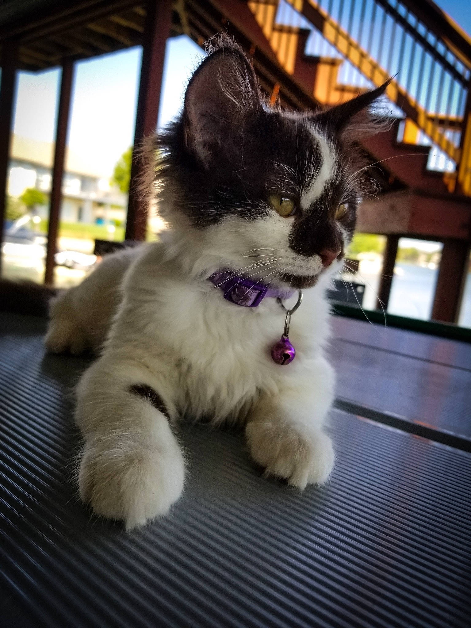 Mogwai is registered to the contest to win money with this photo: carnivore, cat, fawn, felidae, fur, kitten, mammal, norwegian_forest_cat, paw, polydactyl_cat, ragdoll, small_to_medium_sized_cats, whiskers