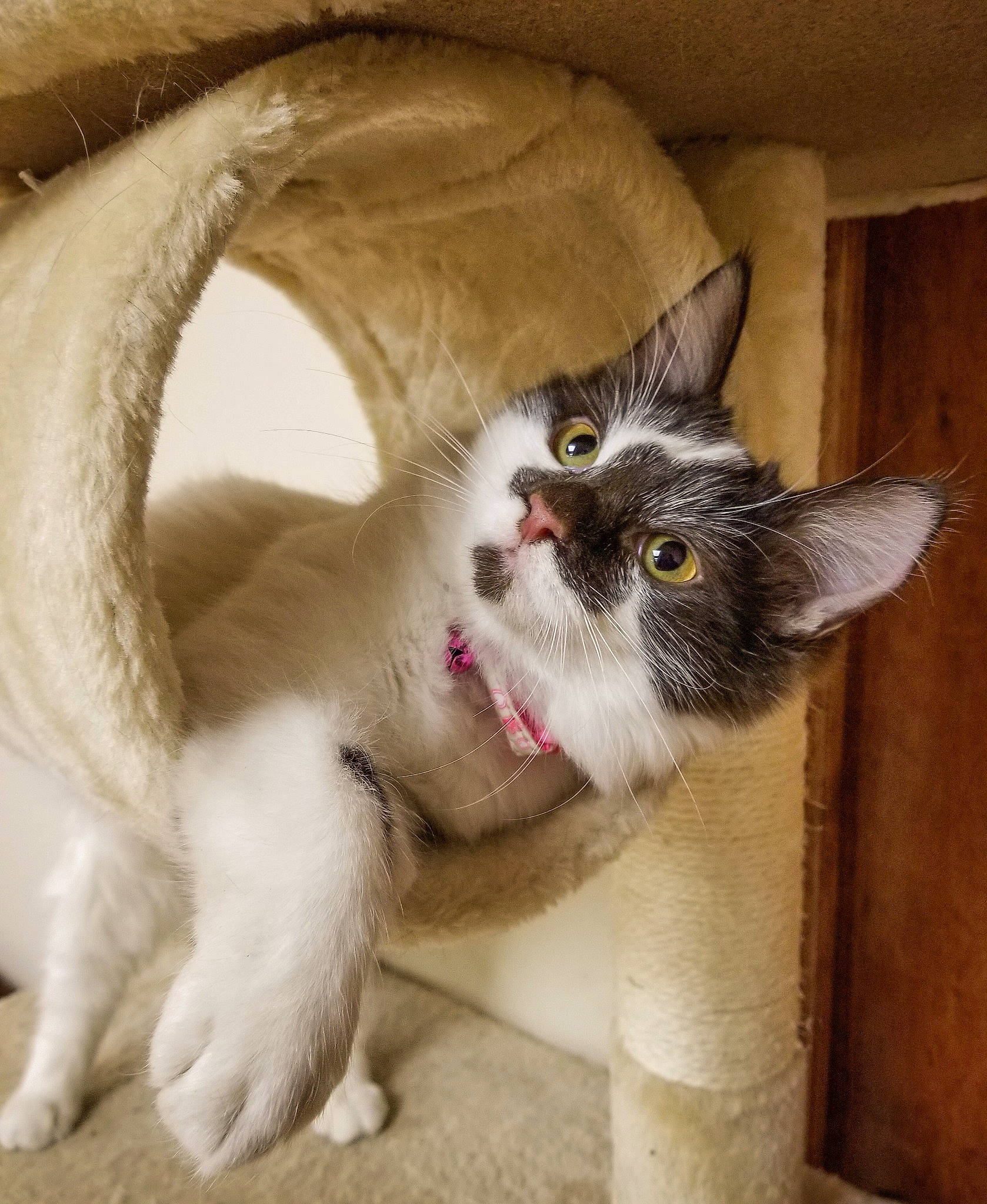 Mogwai joined the competition — help win amazing prizes! aegean_cat, asian, carnivore, cat, claw, domestic_short_haired_cat, fawn, felidae, kitten, mammal, norwegian_forest_cat, paw, polydactyl_cat, ragdoll, small_to_medium_sized_cats, snout, tail, turkish_van, vertebrate, whiskers