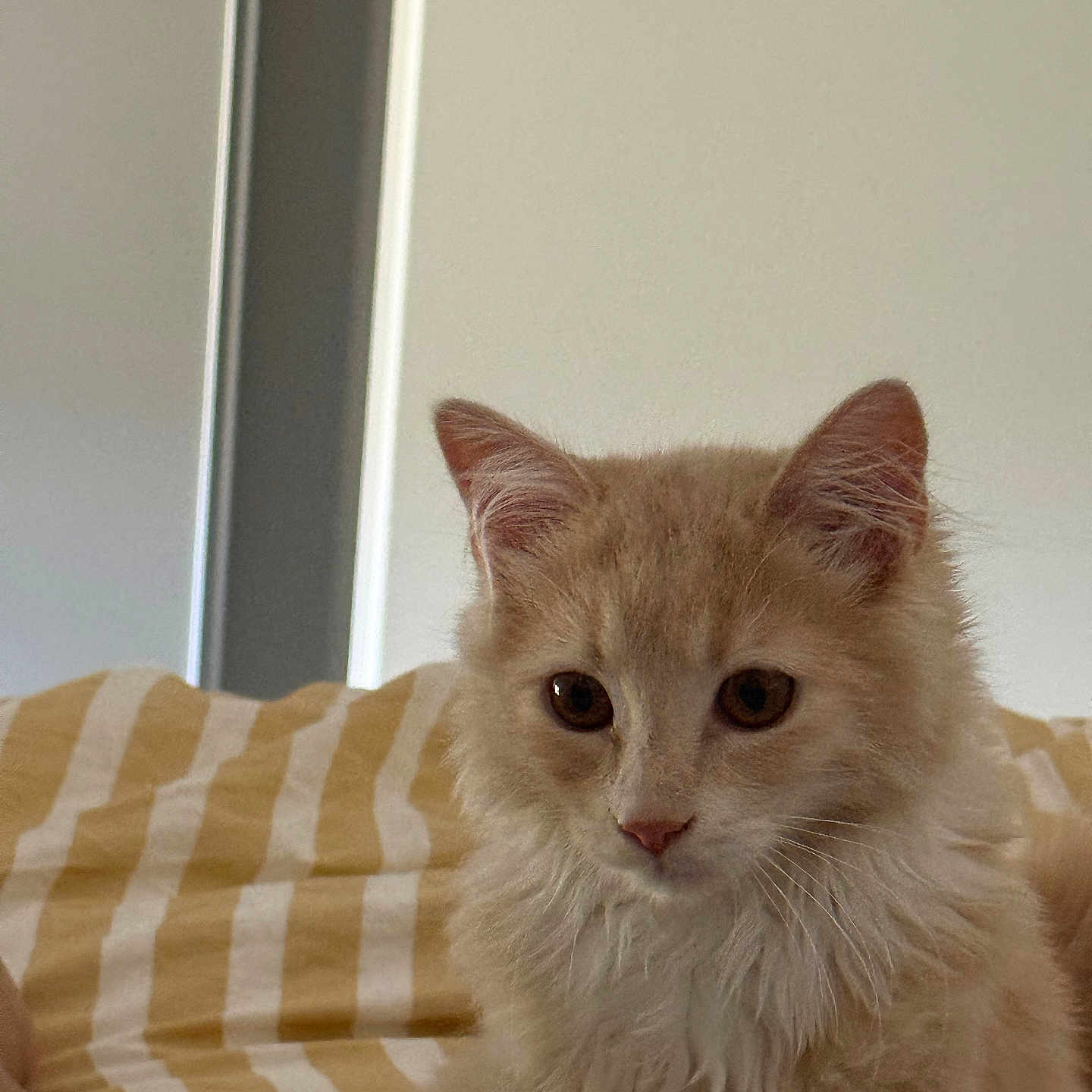 Benito