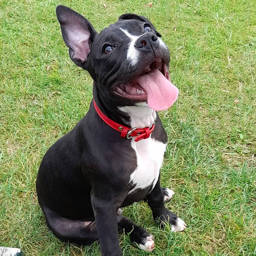 Satan a rejoint le concours — aidez-le/la à gagner de superbes lots ! ancient_dog_breeds, canidae, carnivore, collar, companion_dog, dog, dog_breed, dog_collar, fashion_accessory, fawn, grass, leash, molosser, non_sporting_group, plant, sporting_group, tail, whiskers, working_animal