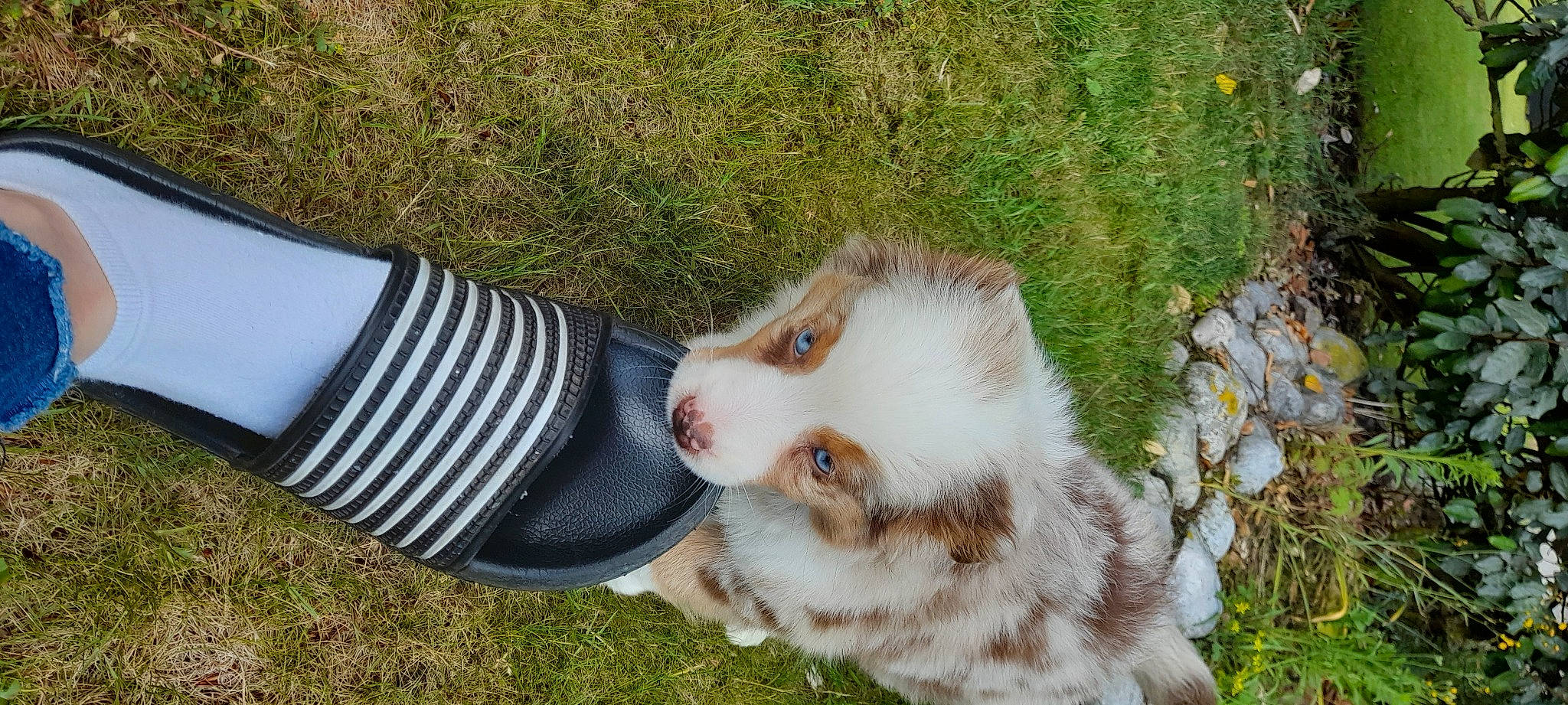 Thaïs a rejoint le concours — aidez-le/la à gagner de superbes lots ! canidae, carnivore, companion_dog, dog_breed, fawn, felidae, fur, grass, human_leg, plant, small_to_medium_sized_cats, snout, sock, sporting_group, terrestrial_animal, whiskers