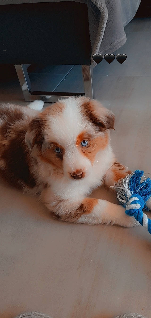 Thaïs a rejoint le concours — aidez-le/la à gagner de superbes lots ! canidae, carnivore, companion_dog, dog, dog_breed, fawn, flooring, fur, non_sporting_group, paw, puppy, small_terrier, sporting_group, terrestrial_animal, toy_dog, whiskers, working_animal